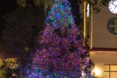 11-18-2020_Christmas Tree Lighting-_ASP4048_edited