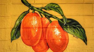 Saint Leo sponsoring Kumquat Festival on January 26 @ Pasco County’s historic courthouse