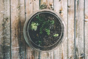 Leo Love Week - Make Your Own Terrariums @ Student Activities Building Green