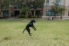 Catching-Frisbee
