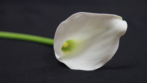 Calla Lilly