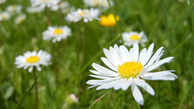 Enjoy talented performers at  2019 Spring Sing: ‘Tunes in Bloom’